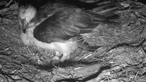 First Egg Of The Season For Osprey ‘lassie Bbc News