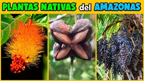 Plantas Del Amazonas Muy Interesantes Y ExÓticas Youtube