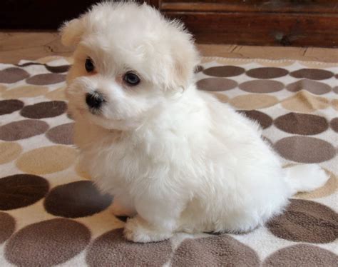 It's believed that this breed was originally used for rodent control. PURE MALTESE BOY PUPPY. | Doncaster, South Yorkshire ...