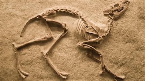9 Famous Fossil Discoveries And What They Tell Us About Earths History