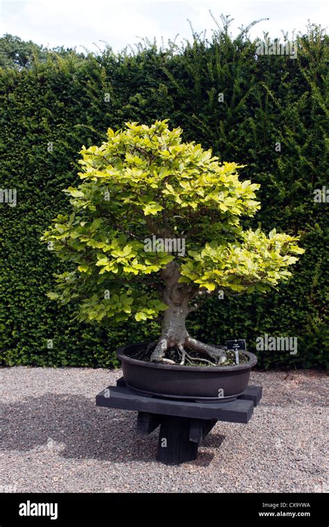 Bonsai Fagus Sylvatica Common Beech 50 Years Old Stock Photo Alamy