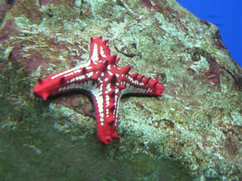 Red Knobbed Starfish Project Noah
