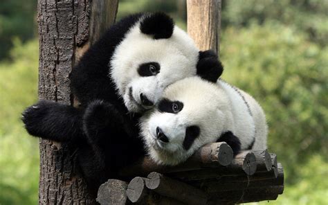 Two Panda Bears In A Tree Wallpaper Hd Animals Wallpapers Panda