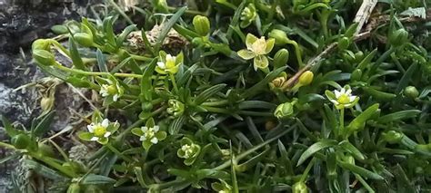 Procumbent Pearlwort Plant Information Wild Flower Web