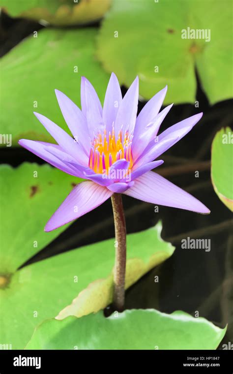 Purple Lotus Water Lily High Resolution Stock Photography And Images