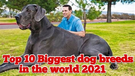Top 10 Biggest Dog Breeds In The World 2021 Youtube