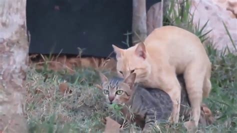 Cat Mating Super Cat Meeting First Time Must Watch Youtube
