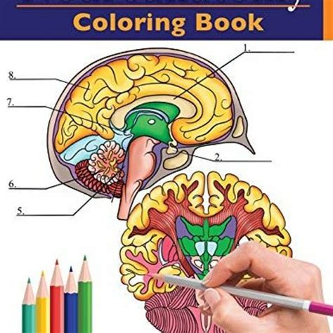 Stream Ebook Neuroanatomy Coloring Book Incredibly Detailed Self