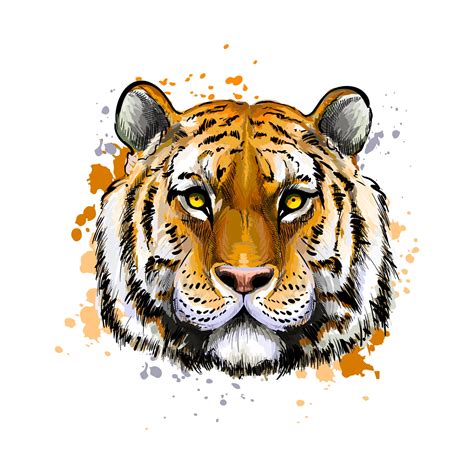 Retrato De Cabeza De Tigre De Un Toque De Acuarela Dibujo Coloreado