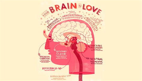 What Happens To Your Brain When Youre In Love