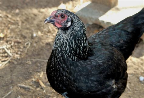 Black Chicken Close Up Free Stock Photo Public Domain Pictures