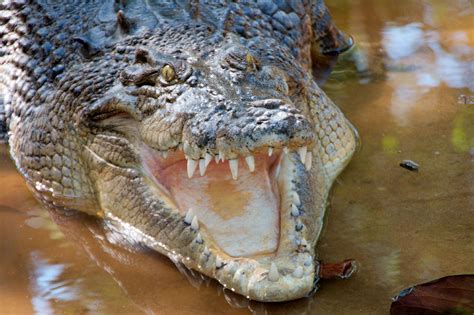 Qld Govt To Look At Croc Plan After Attack Echonetdaily