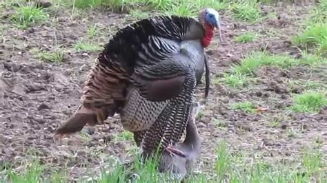 Wild Turkey Mating ~ Watching On San Felipe Road Youtube