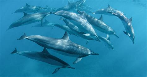 Do Dolphins Call Each Other By Name Huffpost Uk Tech