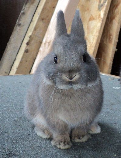 Dwarf Rabbits Comprise The Smallest Domestic Rabbit Breeds Most