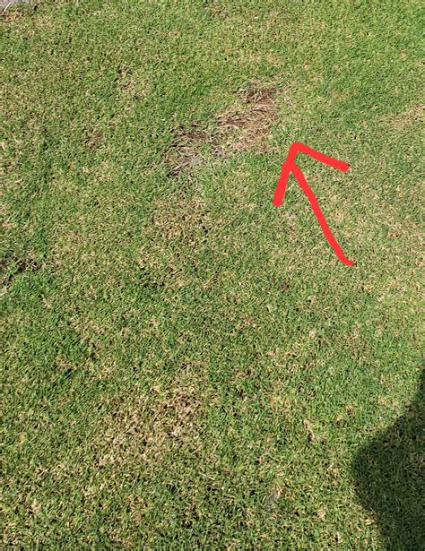 What Are These Bare Brown Spots All Over My Lawn Rlawncare