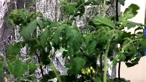 Tomato Plant Leaves Curling Down