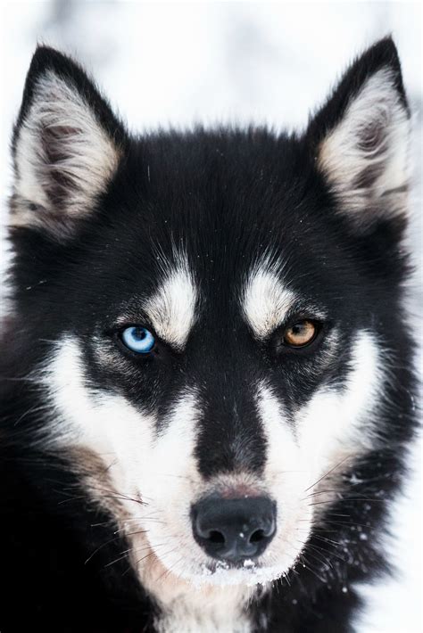 Black Husky Dog Portrait Photography Dog Photography Husky Dog