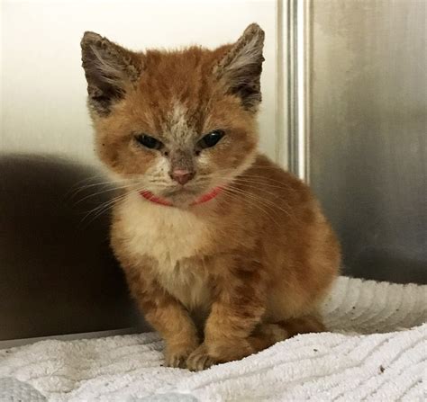 Grumpy Rescue Kitten Transforms Into A Happy Kitty Love Meow