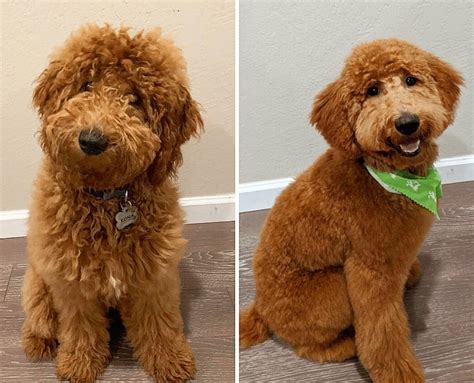 Goldendoodle Grooming Guide 2021 With Pictures We Love Doodles