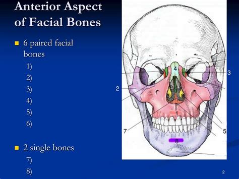Ppt Facial Bone Anatomy And Positioning Powerpoint Presentation Id5537413