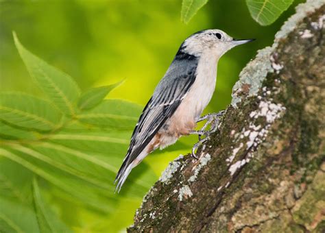 Is it because of the heat (i live down south) or are there certain birds that are up at night? Breanna's Birding Blog: Backyard Birds, Maryland - August ...