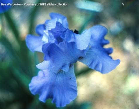 Sapphire Hills Historic Iris Preservation Society