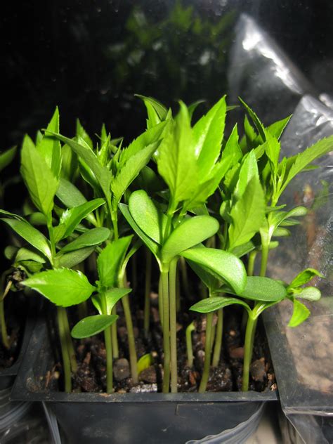 Larger plants & trees · online since 2002 · online since 2002 Mission Seeds: Update: Growing Fruit Trees from Seed