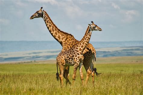 Masai Mara Kenya Travel Guide Tourist Destinations