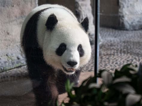 Germany Celebrates Birth Of Rare Twin Pandas At Berlin Zoo The