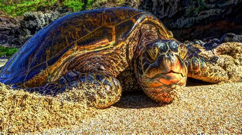 Wallpaper Beach Wildlife Hawaii Serpent Isle Of Maui Tortoise