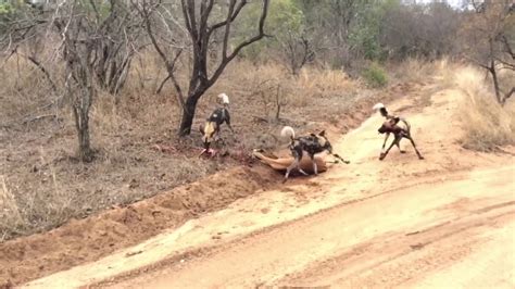 Devastating Scene As Wild Dogs Kill Impala Youtube