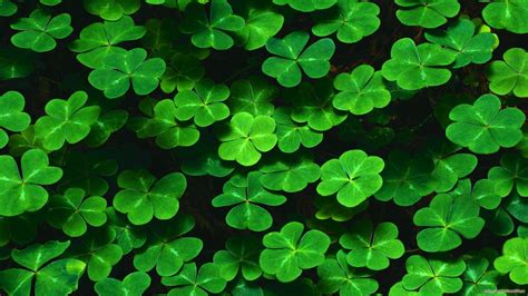 Nature Green Leaves Plants Shamrock Clovers Pattern Wallpapers Hd
