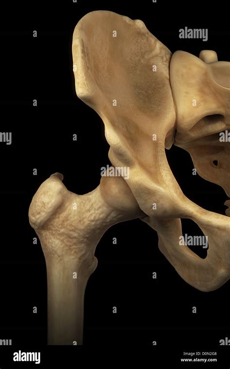 Close Up Hip Joint Synovial Joint Formed Articulation Rounded Head