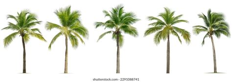 Palm Trees Brushes For Ps Photoshop Brushes