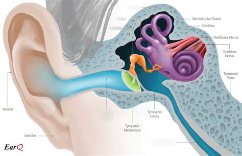 Middle And Inner Ear Anatomy Diagram Quizlet