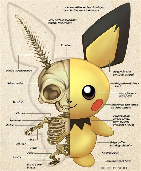 Anatomy Pikachu Bullet Journal Mental Map Maps Desert Art Sexiz Pix