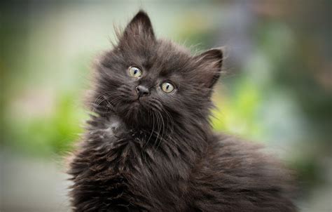 Черный пушистый котенок 37 фото