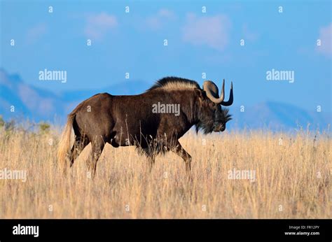 Black Wildebeest Connochaetes Gnou Adult Male Walking In Dry Grass