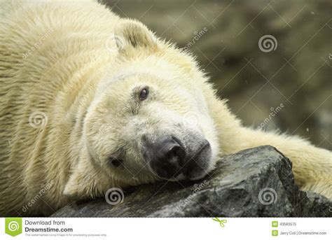 Polar Bear Resting In The Snow Stock Image Image Of Relaxes Polar