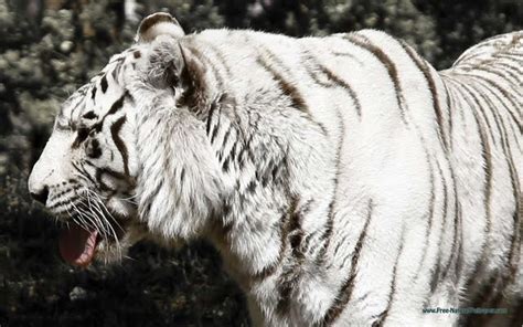 Free Download White Bengal Tiger Wallpaper Weddingdressincom 900x600
