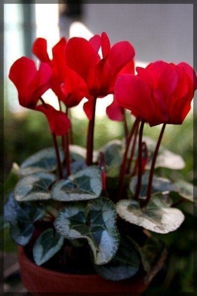 Cyclamen Care How To Take Care Of Cyclamen Plants