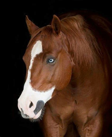 Beautiful Chestnut Horse With Blue Eyes And A Sweet Pretty Face With