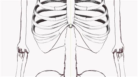 Rib Cage Anatomy Drawing Pin By Chelsea Vanroo On Art Anatomy Art