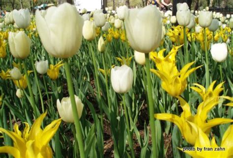 Cherry glazerr — tiptoe through the tulips. Photo entry: Tiptoe through the tulips
