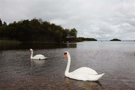 Free Images Landscape Nature Lake River Swan Boating Waterfowl