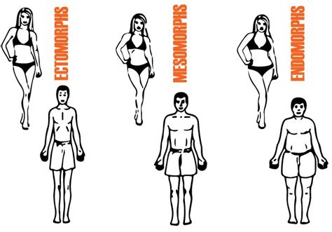 Are you an Ectomorph, Mesomorph or Endomorph? - AnthroScape