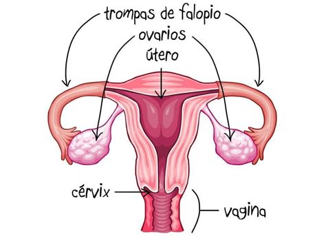 Esquema Del Aparato Reproductor Femenino Fotos Gu A