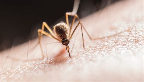 Deadly Ebola And Disease Carrying Mosquitoes