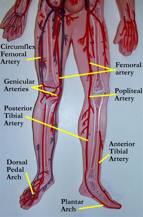 Blood Vessels Model Labeled Anatomy